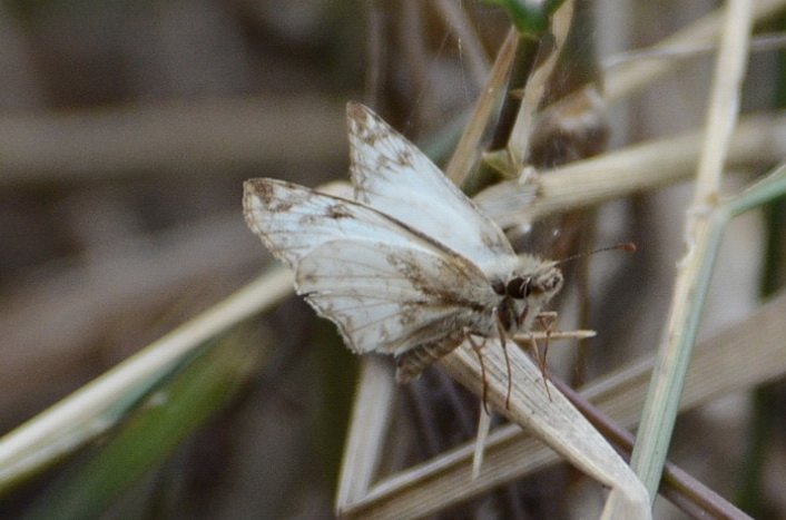 127 2012-12311758 Sabal Palm Sanctuary, TX.JPG - Northern White Skipper (Heliopetes ericetorum) Butterfly. Sabal Palm Sanctuary, TX, 12-31-2012